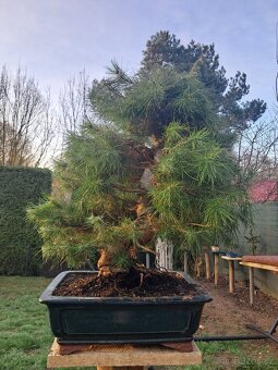 Bonsai Borovice - 8