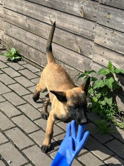 Belgický ovčák Malinois - 8