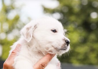Jack Russell teriér s PP - 8