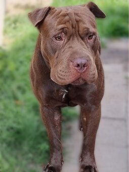 ARES K ADOPCI - zlomená něžná dušička - 8