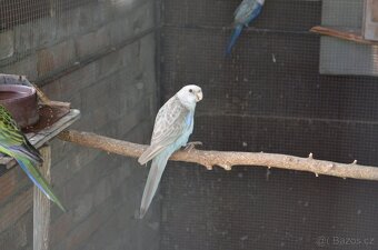 Prodám Rosela pestrá - 8