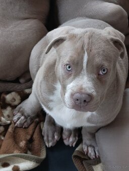 American bully xl xxl - 8