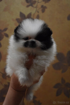 Pomeranian fenka s PP - 8