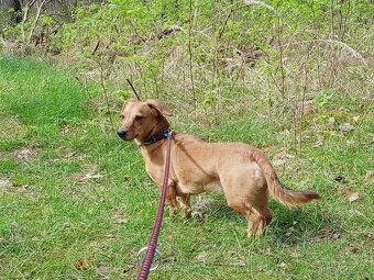KUKY K ADOPCI - VESELÝ, HRAVÝ, ČEKÁ NA MILUJÍCÍ RODINU - 8