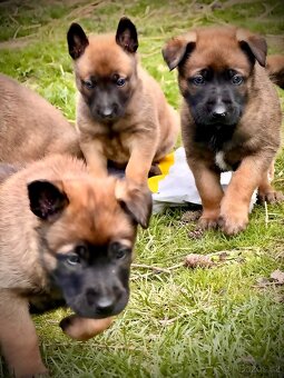 BELGICKÝ OVČÁK MALINOIS - ŠTĚŇATA - 8