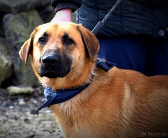 DONALD K ADOPCI - 2,5 ROKU, AKTIVNÝ,PŘÁTELSKÝ,VHODNÝ K RD - 8