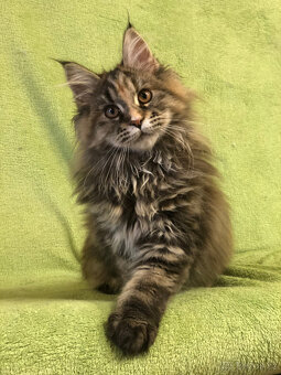 Mainská mývalí s PP - 8