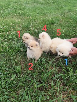 Špic pomeranian štěňátka - 8