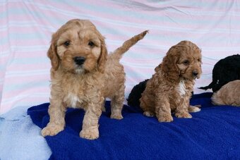 Cavapoo - 8