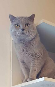 Britský lila kocour ke krytí - 8