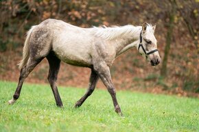 Připouštění AQH Hollywood Buckskin - 8