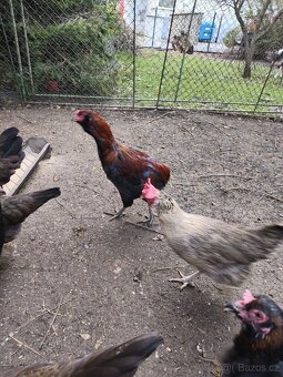 Kohouti a kachna pižmovky - 8