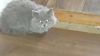 Nabízím čistokrevná britská koťata bez PP - 8