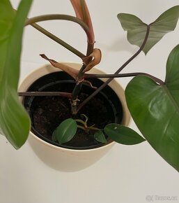 Epipremnum scindapsus šplhavnik šplhavnice - 8