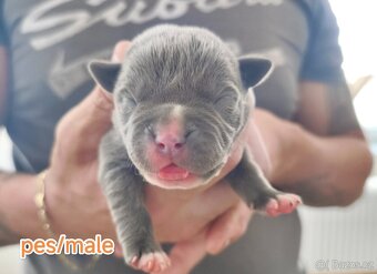 American Bully XL originální původní krev rodokmen ABKC USA - 8
