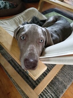 Výmarský ohař - fenka s PP - 8