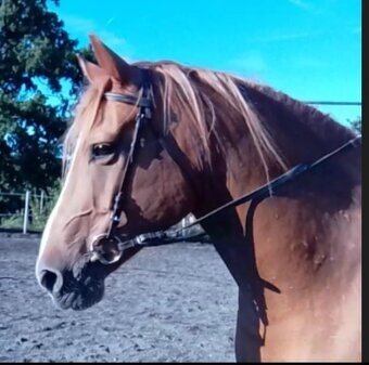 Vycvičený mladý valach - 8