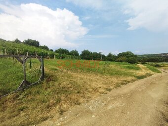 Vinice v Kobylí s možností vybudovat sklípek s komerčním vyu - 8