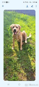 Štěňata labrador - 8