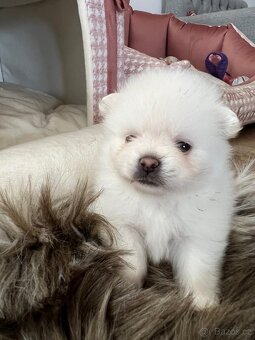 Štěňátka Pomeranian s PP (FCI) - 8