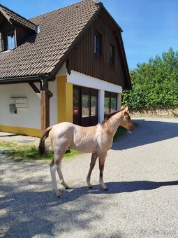 Americký paint horse valášek na prodej - 8