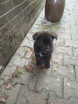 Fenky křížené akita inu - 8