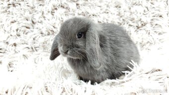 Zakrslý beránek, králíček, králík - KVIDO - 8