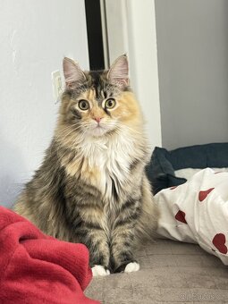 Mainská mývalí Bez PP - 8