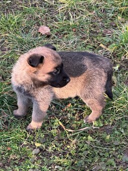 Belgický ovčák Malinois X německy ovčák - 8