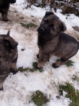 Německý ovčák - 8