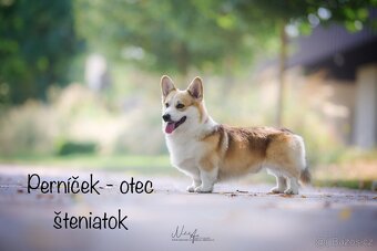 Welsh corgi pembroke s PP - 8