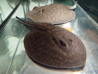 Potamotrygon scobina -rejnok - 8