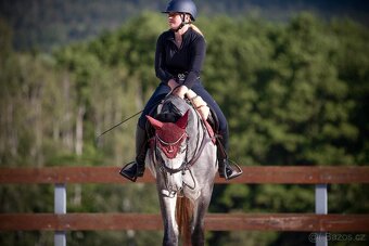 4 letá klisna do vyššího sportu Cornet de Lux - 8