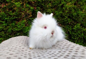 Zakrslý králík, králíček (TEDDY)- ONDŘEJ A OTA - 8