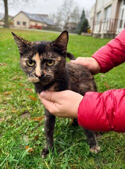 Nový domov pro koťátka - 8