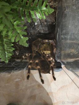 Acanthoscurria geniculata - 8