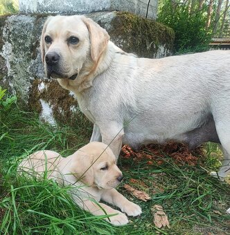 Labrador s PP, nádherná dvě světlá štěňátka, kluci - 8