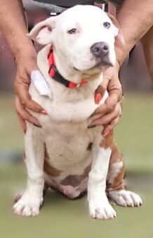 Americký stafordšírský teriér št. pejska s PP k odběru - 8