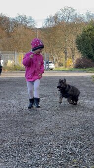 Prodej psa ( štěně ) - 8