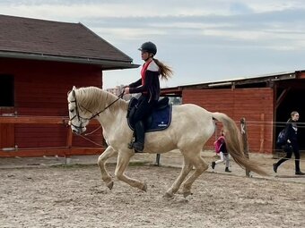 Lusitano valach - 8