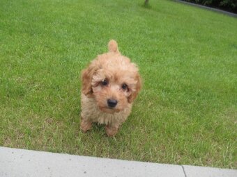 Maltipoo štěňátka - 8