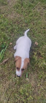Jack Russell teriér - 8