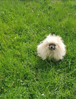 Pomeranian Špic - 8