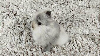 Zakrslý králík, králíček (TEDDY) - MORTY - 8