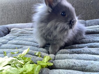 Králíček sameček 🐇🍀 - 8