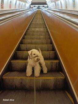 knírač malý bílý - krycí pes - 8