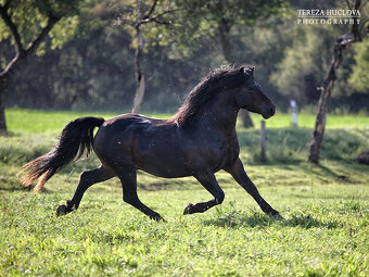 Welsh pony of cob type, sekce C - 8
