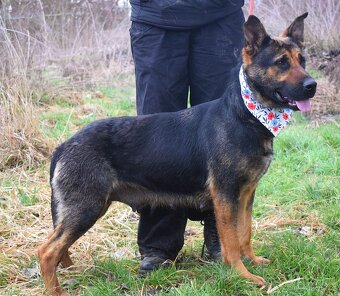 Frederika – hledá milující domov - 8