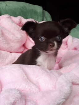 Čivava pejsek s PP - 8