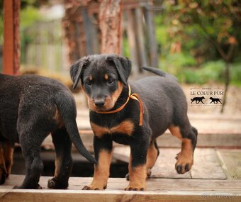 Beauceron - štěňátka k rezervaci - 8